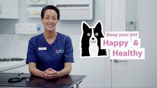 How To Spot and Treat Kennel Cough In Dogs  Vets4Pets [upl. by Michale]