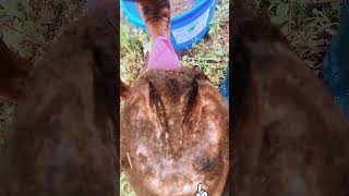 What is a Hoof Abscess in a Horse shorts horsecare hoofcare barefoothoofcare hoofrehab [upl. by Genaro]