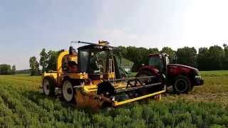 Oxbo 1080 harvester with SP4500 picking head cutting stevia plants [upl. by Airak]