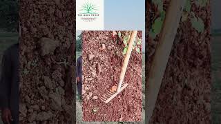 onion crop jalebi virus treatment onionfarmersmaharashtra1449 [upl. by Jacintha709]