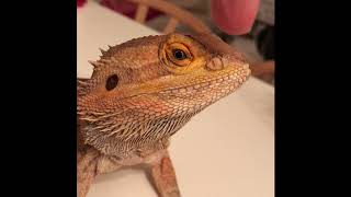 Bearded Dragon shedding his nostrils [upl. by Marola616]