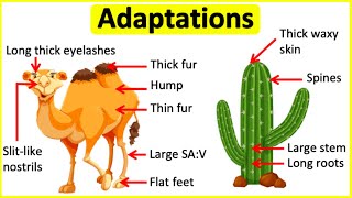 Adaptations 🐫🌵 Behavioural Physiological amp structural adaptations  Learn with examples [upl. by Ellah]