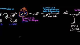 Biochemistry  Catabolism of GABA AKA GABA Shunt [upl. by Lleon]