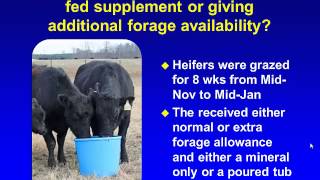 Research on the Frequency of Feeding Stocker Cattle [upl. by Aittam]