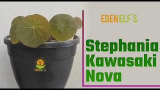 Stephania Kawasaki Nova Beginners Care Guide Stephania Kaweesakii Care Guide For Beginner [upl. by Caneghem]