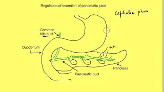 Regulation of secretion of exocrine pancreas  Gastrointestinal physiology mbbs 1st year lecture [upl. by Saimon913]