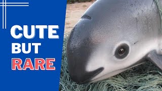 Vaquita Worlds Rarest Marine Mammal Close to Extinction [upl. by Haggar]