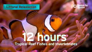 12 Hours Of Tropical Coral Reef Fishes At Monterey Bay Aquarium  Littoral Relaxocean [upl. by Nnaed138]