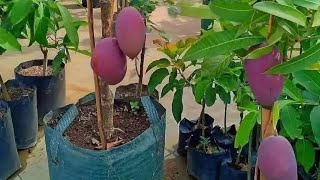 Miyazaki mango plant combo offer delivery charge free [upl. by Nwahsal]