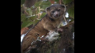 Meet the Worlds Cutest Monkey The Purring Caqueta Titi Monkey [upl. by Rhys]