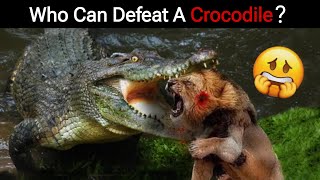 6 Animals That Could Defeat A Crocodile [upl. by Germano420]