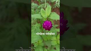 गोम्फ्रेना ग्लोबोसा Globe amaranth shorts nature natureloversamprat [upl. by Gnoy]