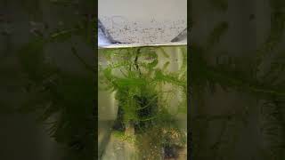 Epiplatys Degeti growing out fish aquarium killifish aquariumfish aquaria breeder music [upl. by Frederica672]