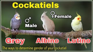 How to tell the Gender of your cockatiels Lutino Grey Albino Cockatiels Male Female difference [upl. by Ahsenhoj23]