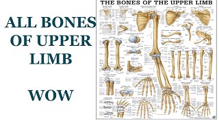 trick of all Bones of upper limb osteology of upper limb [upl. by Ahsaelat]