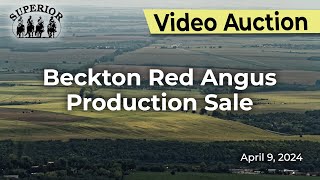 Beckton Red Angus Production Sale [upl. by Aisanat523]