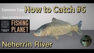 How to catch the Common Carp at Neherrin River  HOW TO CATCH 6 [upl. by Eilsil]