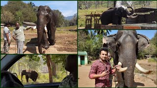 Topslip Elephant 🐘 Camp  Tiger Reserve Forest  anaimalai elephant forest [upl. by Aerdnat]