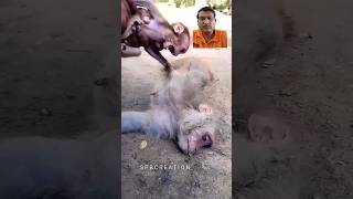 హృదయవిదారకం monkey love animals cm stars channel [upl. by Airehs822]