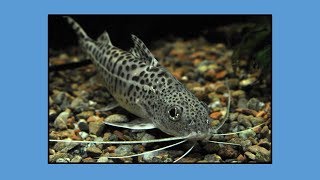 How to care for Pictus Catfish [upl. by Osmen]