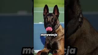 Owczarek Niemiecki vs Malinois Starcie Policyjnych Legend 🐕👮‍♂️ [upl. by Rojam622]