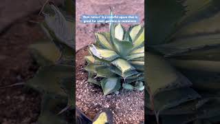 Agave isthmensis ‘rum runner’ [upl. by Vevay266]