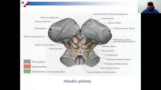 Mesencephalon Tıp Diş Anatomi İnsan Anatomisi TUS DUS SBF Soru çözümü Arasınav Final Sınavı [upl. by Armin]