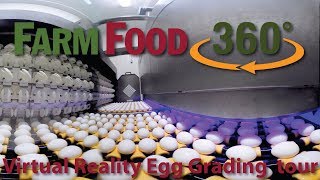 360 Virtual Reality Egg Grading and Processing Tour [upl. by Ainevuol]