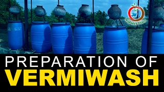 Natural Fertilizer  Preparation and Advantages of Vermiwash [upl. by Amikay]