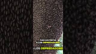 😱Las Abejas Melíferas gigantes del Himalaya😱 [upl. by Aggri150]