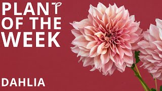 Plant of the Week Dahlia [upl. by Nov]