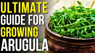 Ultimate Guide to Growing Perfect Arugula  How to Grow Arugula Indoors [upl. by Ynnaej]