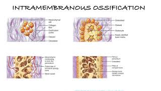 HOW BONES ARE MADE  INTRAMEMBRANOUS AND ENDOCHONDRAL OSSIFICATION [upl. by Yerdua]