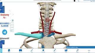 Anatomy of thorax  Lecture 5 [upl. by Alakim]