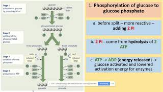 352 Glycolysis and anaerobic respiration AQA A level biology [upl. by Sivart]