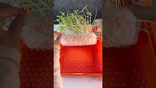 APELAGI NIHHH 😳 plant seed bubblewrap experiment [upl. by Eceertal]