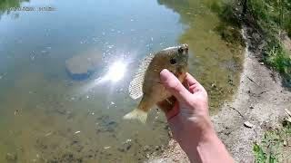 POND FISHING CATCHING BLUEGILL AND BASS LIKE A MF [upl. by Ardnossak]