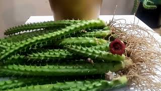 Huernia Macrocarpa plant [upl. by Einittirb]