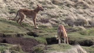 Working Lurchers The calm before the storm [upl. by Calabresi315]