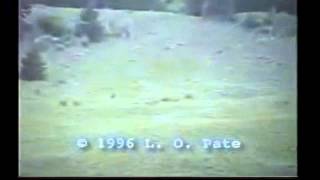 The Pate Bigfoot film AKA the Memorial Day footage [upl. by Femmine]