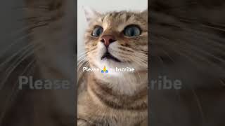 Kitten Meowing Attract The cat funnyvideo movie akayukicomedy cartoon [upl. by Lorre]