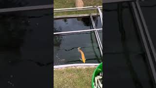 Arowana jumps for food fish fishtank pet pets oscar water feed beautiful arowana [upl. by Gazzo]