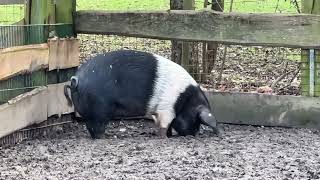 SATTELSCHWEINE im Wildpark Schwentinental [upl. by Berta]