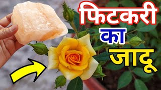 Rose plant growing amp care tipsHow to save rose plantGulabBest Fertilizer for rose plant [upl. by Eob]