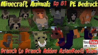 Branch to Branch Addon AsianRoofs Team Minecraft PE Bedrock Addon Animal Addon 60FPS 4K Animals Ep81 [upl. by Elocal]