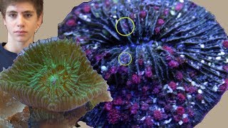 Grow Plate Coral Babies The Story of Fungia Reproduction [upl. by Chappell]