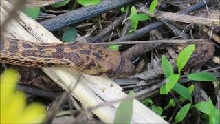 Gopher Snake Pituophis catenifer [upl. by Notslar]