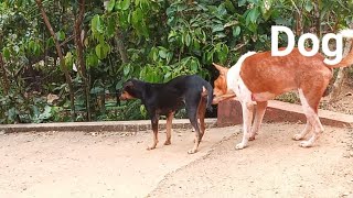 dog mating day  dog meeting in sri lanka [upl. by Sauls918]