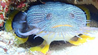 The Splendid Toadfish [upl. by Hudnut]