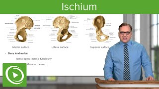 Ischium Location Body amp Bony Landmarks – Anatomy  Medical Education Videos [upl. by Petra]